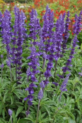 Picture of Salvia Splendens - Farinacea Victoria